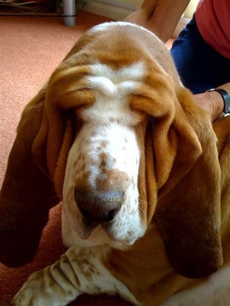 555 Best Images About Basset Hounds The Funniest Dog On Pinterest