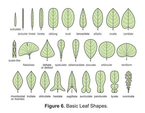 Illustrated Glossary Of Leaves · Inaturalist Nz