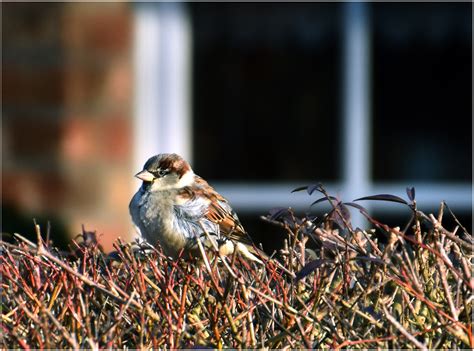 Browse the user profile and get inspired. kleiner Spatz.... Foto & Bild | natur, tiere, wildlife ...
