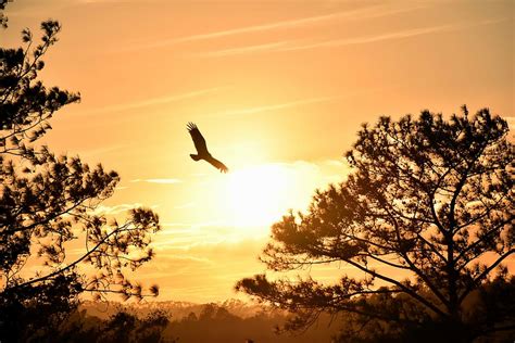 Eagle Hanging Sunset Low Angle Silhouette Photography Flying