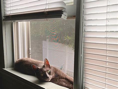How To Keep Cats Away From Blinds Vocal Cats
