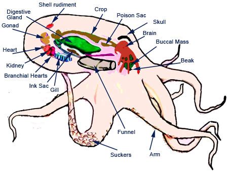 Octopus Circulatory System