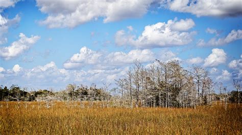 Everglades Cypress Trees 0134 Photograph By Rudy Umans Fine Art America