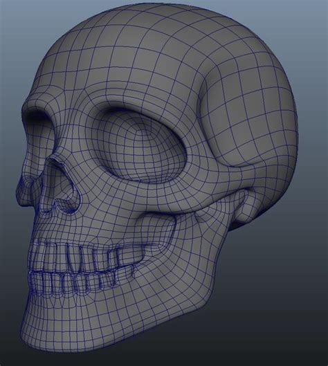 Human Skull 3d Model