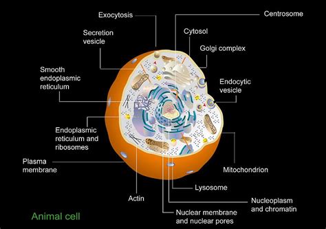 Eukaryotic cells have a nucleus, organelles, and are surrounded by a cell membrane. Animal Cell Anatomy, Diagram Photograph by Francis Leroy ...