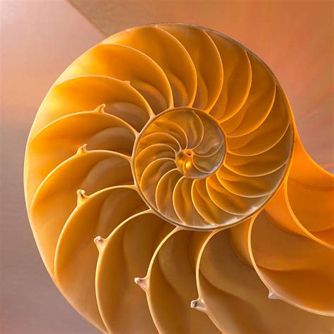 Spiral Shell Stock Photos Pictures And Royalty Free Images Istock