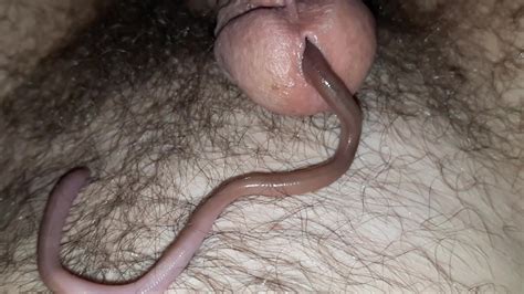 Worm Crawls In My Cock