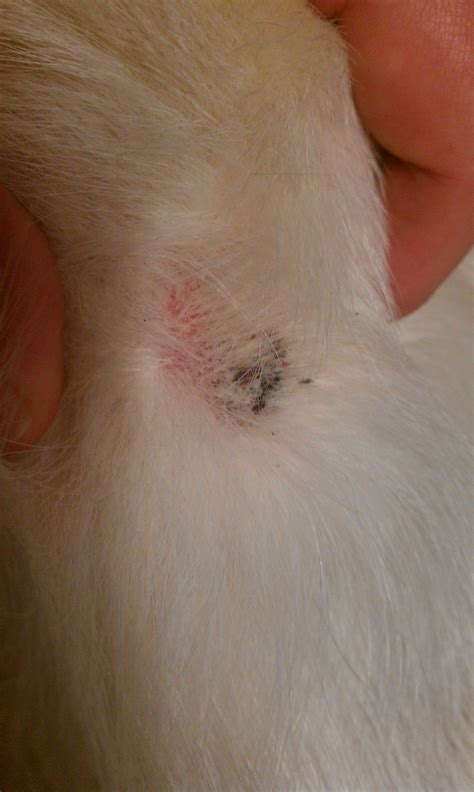 My Dog Has A Black Think On Her Elbow It Looks Like As Scab And