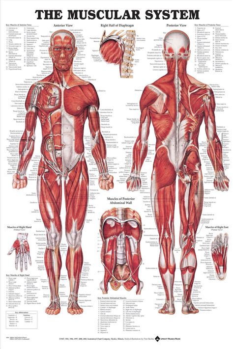 Planche anatomique les muscles Système musculaire humain Anatomie