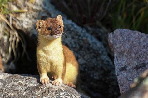 Weasels As Pets Everything You Need To Know Exoticpetshq