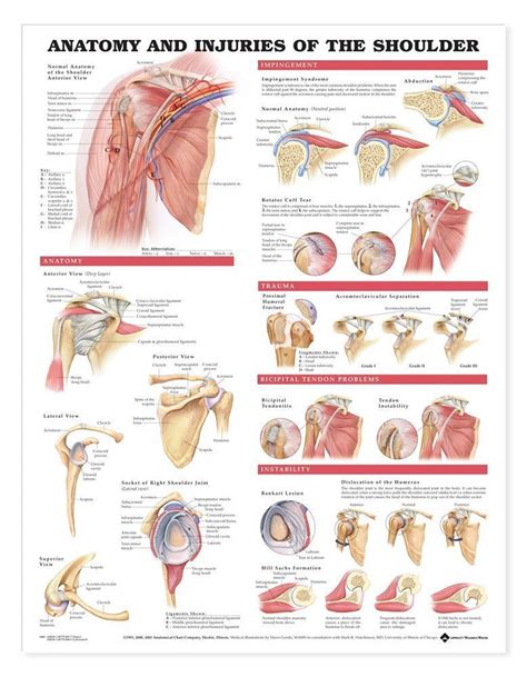 Anatomy And Injuries Of The Shoulder Anatomical Chart Shoulder