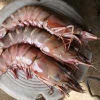Tiger Prawn In Andhra Pradesh Manufacturers And Suppliers India