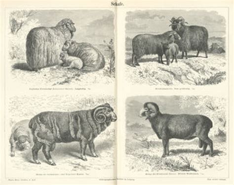 Getting To Know The Different Breeds Of Sheeps A Listly List