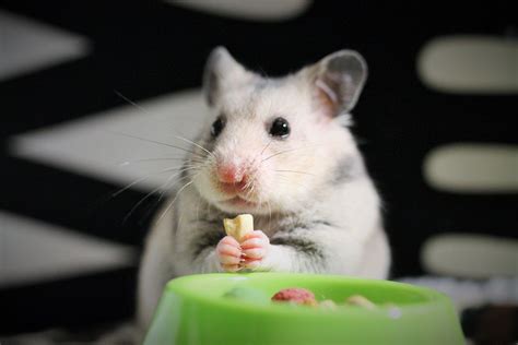 Hamster Care What Foods Do Hamsters Eat Supreme Petfoods