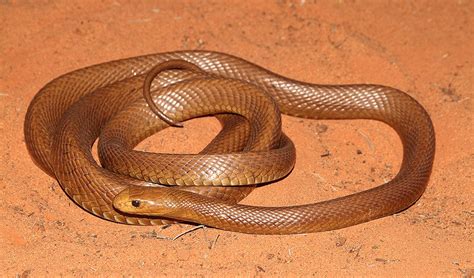 Australias Deadly And Mysterious Taipan Australian Geographic