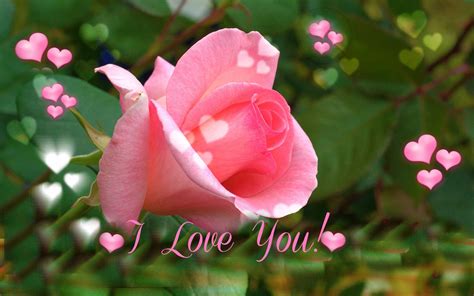 I Love You ~ Pink Rose For Valentines Day Wallpaper Nature And