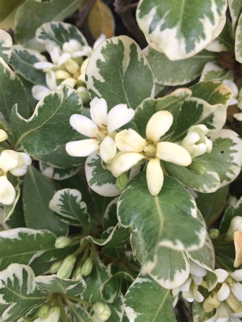 Питтоспорум тобира (pittosporum tobira), смолосемянник. Pittosporum tobira 'Variegata' - Xera Plants