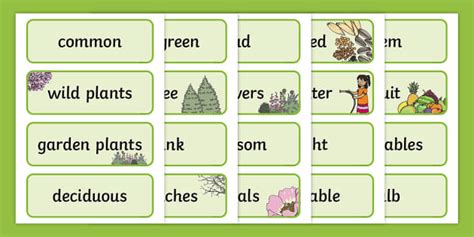 Year 2 Plants Scientific Vocabulary Cards Teacher Made