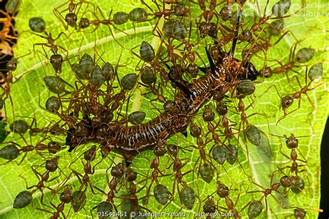 Stock Photo Of Green Tree Ants Oecophylla Smaragdina Attacking A