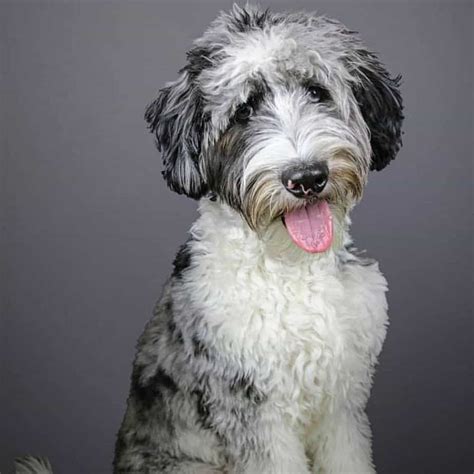 Australian Shepherd Mix With Poodle