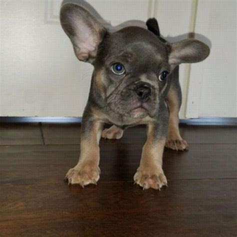 It is important that they are french bulldog puppy stools are normally fairly soft, but formed and usually yellow/brown in color. 12 weeks old French Bulldogs puppies in Palm Springs, California - Puppies for Sale Near Me