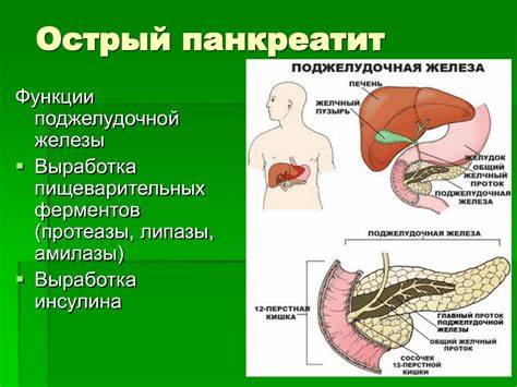 Поджелудочная симптомы и лечение диета Поджелудочная железа где находится у человека и как болит симптомы Поджелудочная железа где находится у человека и как болит симптомы Поджелудочная симптомы и лечение диета