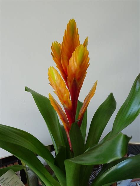 Once you notice signs of decay, you can snip this portion off the foliage using sharp scissors or shears. Bromeliad, Vriesea and Guzmania | Gardeners Tips