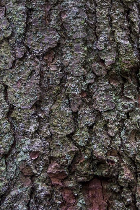 Close Up Bark Of Spruce Stock Photo Image Of Plant 133536916