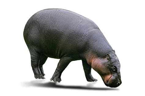Pygmy Hippopotamus Choeropsis Liberiensis Stevej442 Flickr