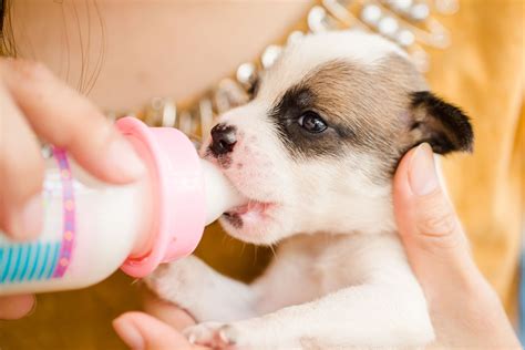 Is Your Dog Pregnant? Here's How to Prepare for Puppies