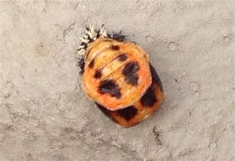 Pupa And Larva Of A Multicolored Asian Alady Beetle Whats That Bug