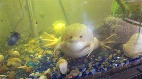 African Clawed Frog Bloat Causes And Treatment