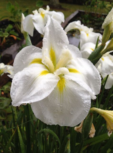 Blooms are fragile and appear almost like a flattened iris blossom. Willowbrook Park: African Iris - Dietes grandiflora; and ...