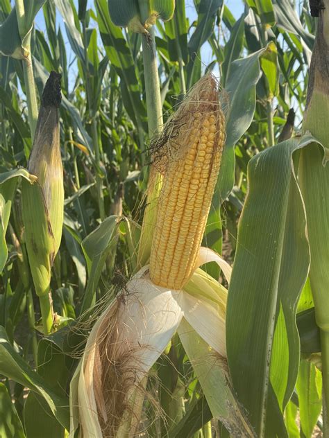 Corn Growth Stages And Post Emergent Herbicide Timing Texas