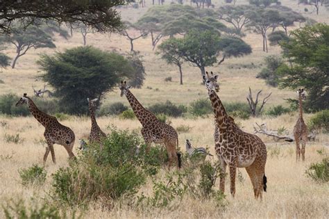 Best Time To Visit Tarangire National Park Tarangire National Park