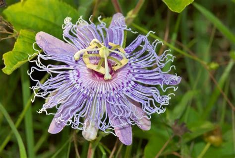 Passion Flower This Is Our Native Perennial Passion Flower Flickr