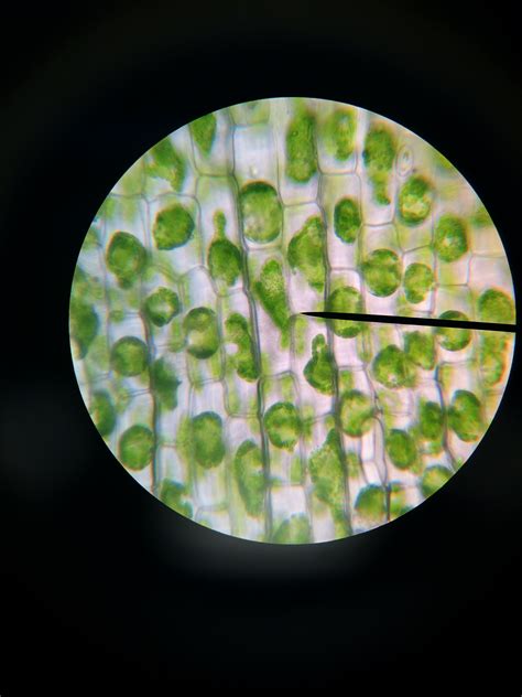 You will observe and compare onion cells and epithelial cells from the inside of a human cheek. Microscope Lab Templates | Plant and animal cells ...