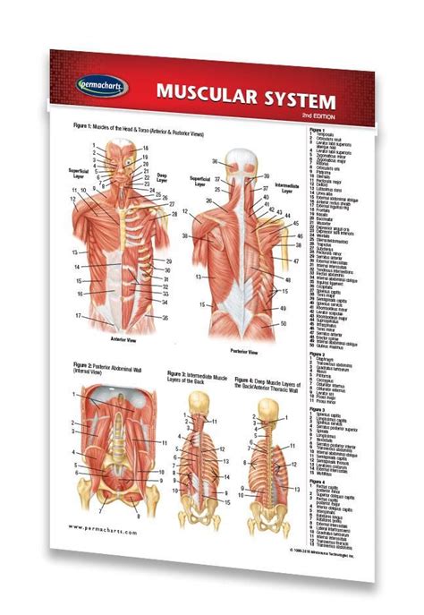 Muscular System Medical Pocket Chart Quick Reference Guide By