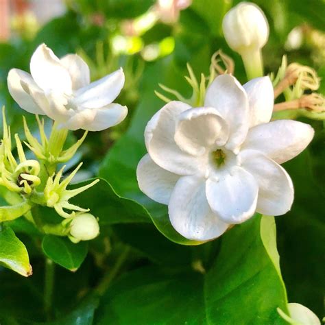 Philippine Jasmine Fragrant Jasmine Sambac Easy To Grow Bulbs