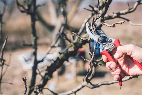 A Guide To Winter Pruning