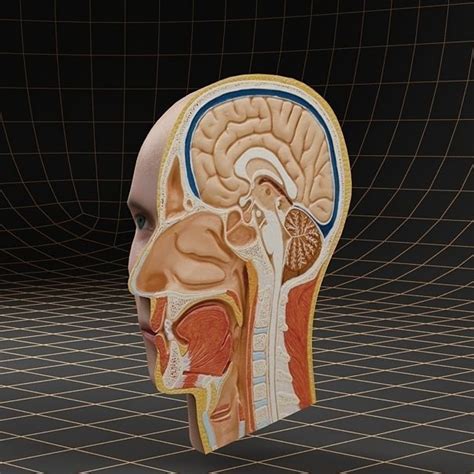 Anatomy Head Cutaway 3d Model Cgtrader