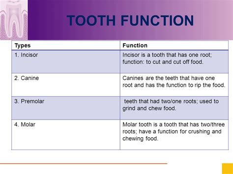 Functions Of The Tooth Eschool