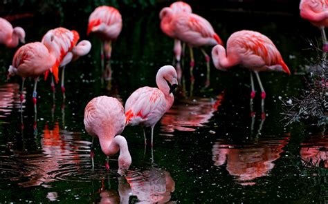 Animals Nature Ripples Flamingos Birds Depth Of Field