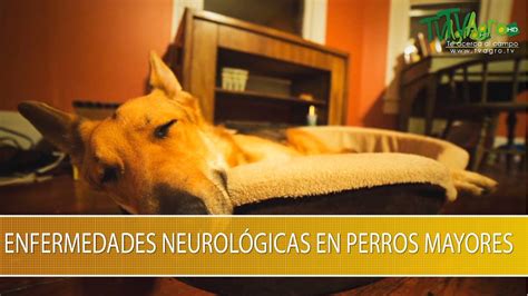 Enfermedades Neurologicas En Perros Mayores Tvagro Por Juan Gonzalo
