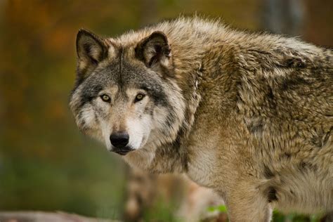 Wisconsin Wolf Population Stable According To Survey Field And Stream