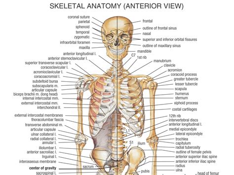 The Body Of The Human Eye Body Bones Human Body Anatomy Human Bones Anatomy