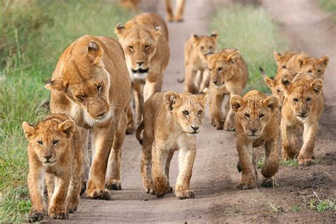 Lion Knowledge Animals In Danger
