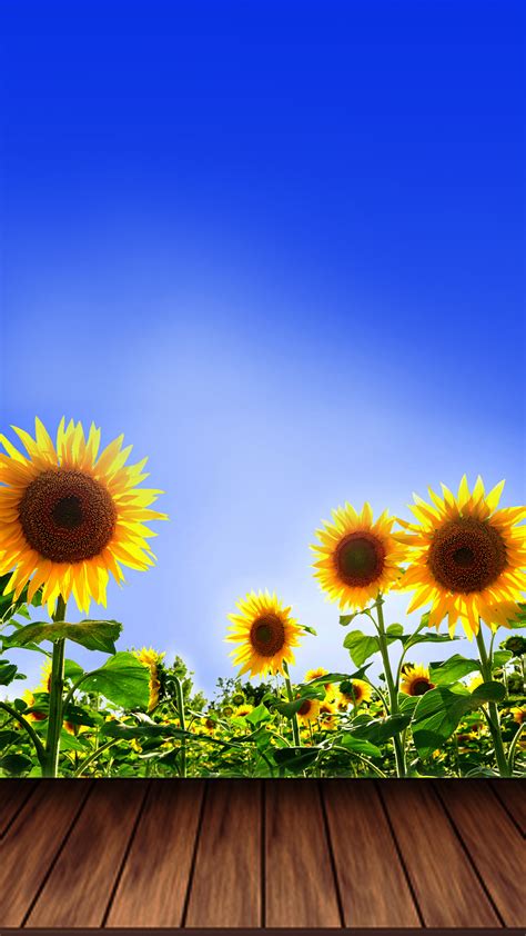Summer iphone backgrounds it's officially summer! Summer Sunflower Wallpaper iPhone 6 by Mattiebonez on ...