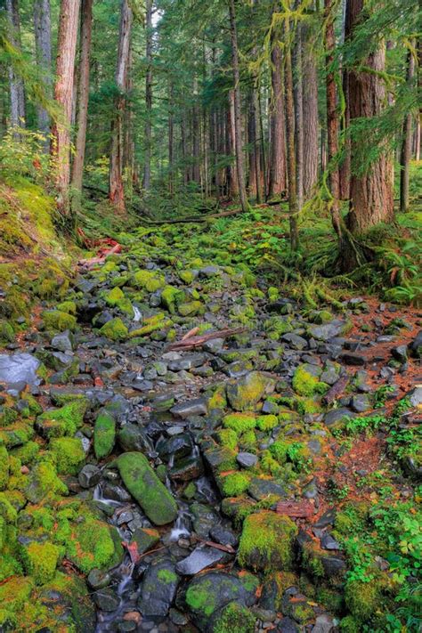 Rain Forest In Oregon Stock Photo Image Of Fern Landscape 65879538