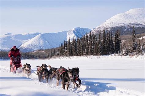 Tour Aventura De Invierno Activa En Yukon 5 Días Visita Canadá